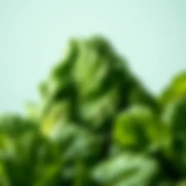 Spinach: A Leafy Green Powerhouse Spinach as a source of Vitamin A